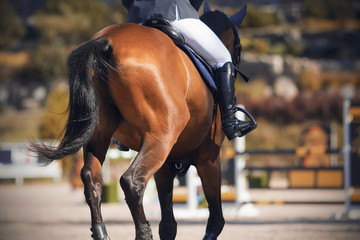 The tail of a sleek Bay horse with a rider in the saddle, galloping away across the sandy arena.