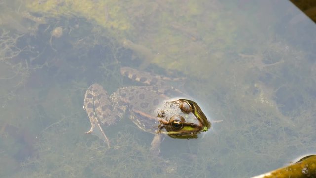 Freshwater frog sitting in the water