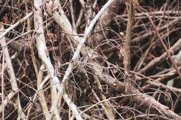 The background is brown branches.