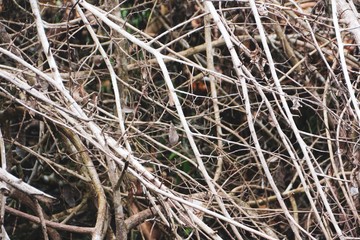 The background is brown branches.