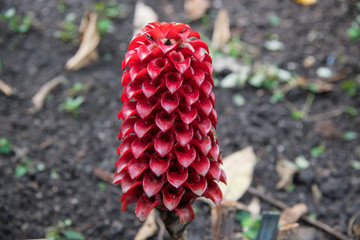 Pineapple Ginger plant flower spike