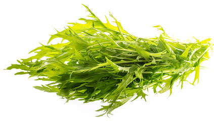  mizuna (Japanese mustard green leaves) plant isolated on a white background