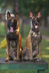 Two young Belgian Shepherd Malinois dogs (male and female) sitting together on a wooden bench in a city dog park in summer