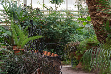 Obraz premium bench in the Botanical greenhouse. tropical decorative orangery