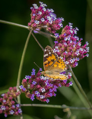 Painted Lady (Vanessa cardui) butterfly 