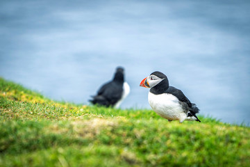 Many cute Atlantic Puffin (Fratercula arctica) are nesting in Mykines island, Faroe Islands.