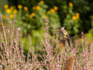 Goldfinch feeding on tesel seedheads