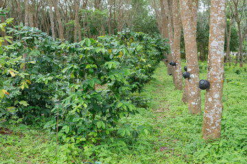 Coffee plantation in rubber tree plantation farm