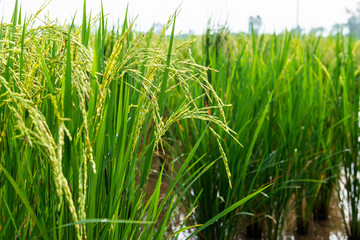 Rice field in local area of Thailand sunny day