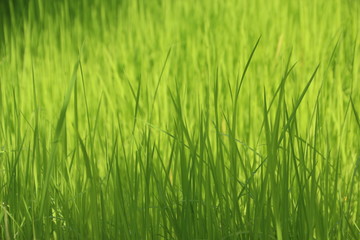 Obraz premium Jasmine rice seedlings. Green background.