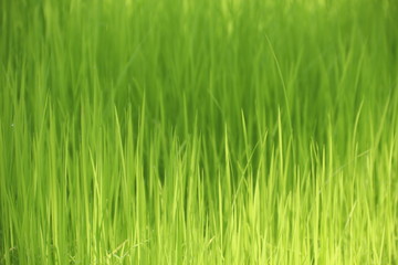 Jasmine rice seedlings. Green background.