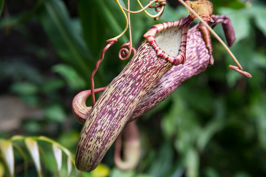 Purple Pitcher Plant, Cornwall