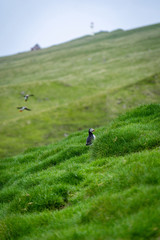 Fototapeta premium Many cute Atlantic Puffin (Fratercula arctica) are nesting in Mykines island, Faroe Islands.
