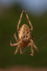 Araneus diadematus - Garden Cross Spider