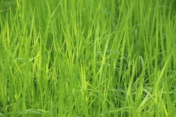 Fototapeta na wymiar Jasmine rice seedlings. Green background.