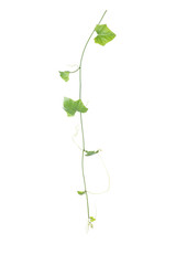 Fototapeta na wymiar Coccinia grandis Voigt or Ivy gourd shoot isolated on white