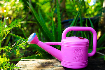 Pink watering can and garden background In the sunset,watering can with water droplets on old wood
