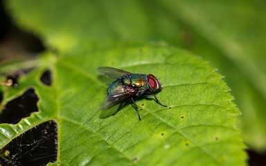 Fliege, Insekten auf einem Blatt