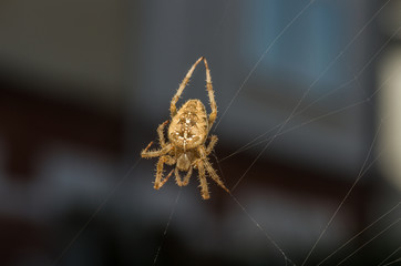 Araneus diadematus - Garden Cross Spider