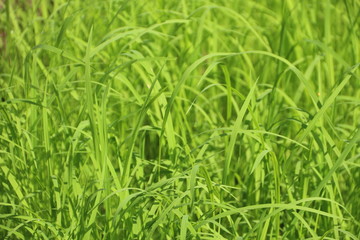 Jasmine rice seedlings. Green background.