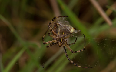 Wasp Spider (Argiope bruennichi)