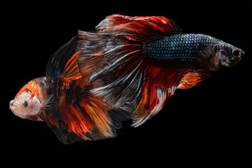 Fototapeta premium color full siamese fighting fish