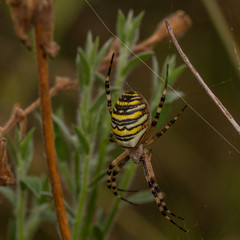 Wasp Spider (Argiope bruennichi)