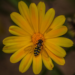 Scaeva selenetica hoverfly on calendula