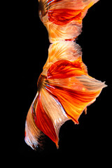 Fototapeta na wymiar color full siamese fighting fish