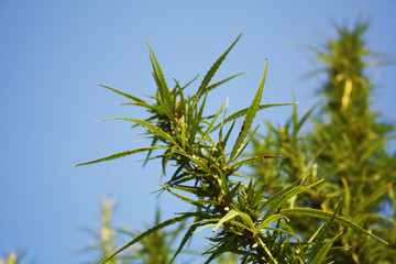 Naklejka premium Green plaid hemp. Growing medicine in the garden.