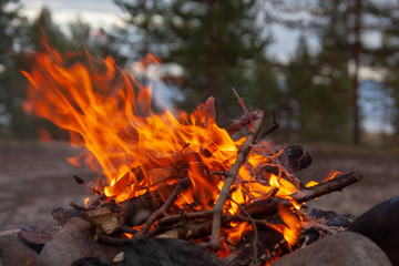 Campfire in camping among pines on the bank of the Gulf of Bothnia, active leisure in nature.