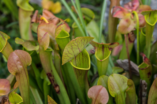 Pitcher plants in Cornwall