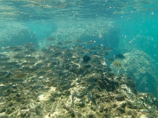 Fototapeta premium 南伊豆 妻良でシュノーケル