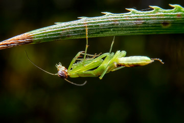Praying mantis perched on a green branch with black background. Close up of the Mantis on green leaf in the garden.