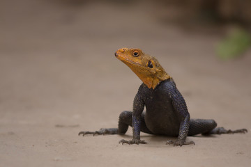 African Lizard on Sand