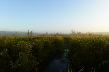 Fototapeta na wymiar Cloudless blue sky at sunrise over a forest swamp in dense tall grass on a foggy autumn morning