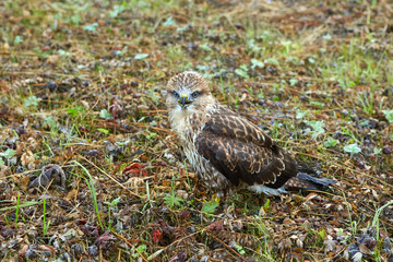 close-up portrait of a bird of prey nestling in its natural habitat, camouflage protective coloring of the bird merges with the background and makes the bird invisible