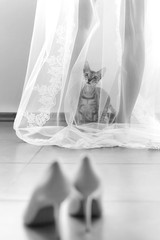Curious funny cat came to his mistress bride, and climbed under her transparent veil.
