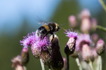 Biene auf einer Distel