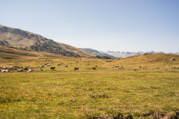 High altitude valley with cows in the background at sunset.