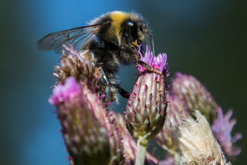 Biene auf einer Distel