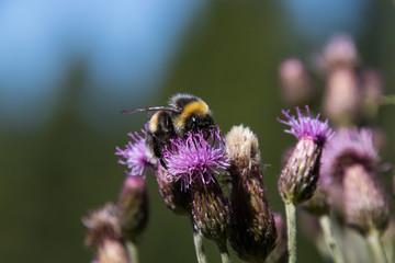 Biene auf einer Distel
