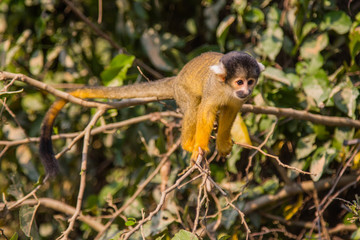 The mono amarillo chichi monkey