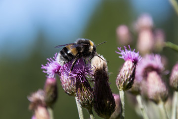 Biene auf einer violetten Distel