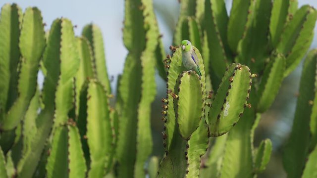 Budgerigar on a cactus in South America, Peru