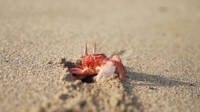 crab sitting at his cave in the sand at a beach.