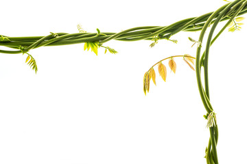 green branch isolated on a white background