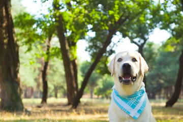 Portrait of young labrador retriever dog out in the woods on a nice sunny day. Six months old doggy walking in the park. Close up, copy space, background.