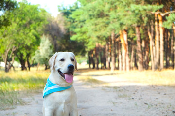 Portrait of young labrador retriever dog out in the woods on a nice sunny day. Six months old doggy walking in the park. Close up, copy space, background.