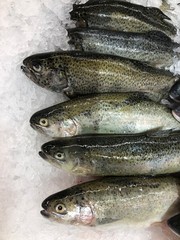 fresh fish on ice